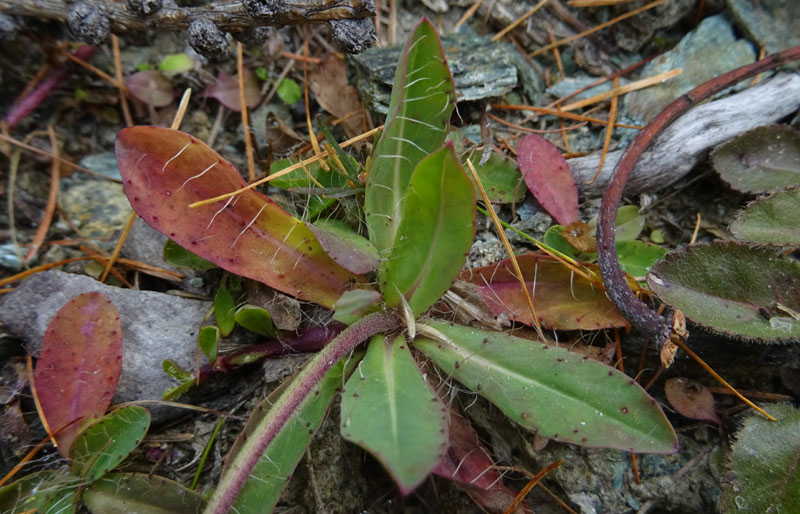 Pilosella officinarum - Asteraceae